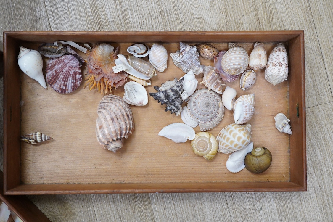 A 19th century mahogany box with three ‘lift-out’ trays, containing an old collection of sea shells and other marine invertebrates, dimensions of the box; 40.5cm wide, 23cm deep, 23cm high